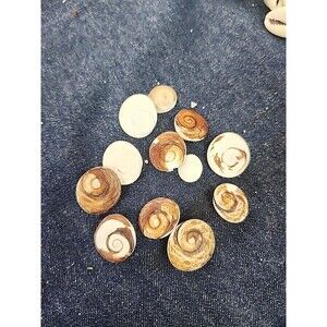 Cat's Eye Shiva - operculum shell turbo jewelry opercula charm Shiva 12pc Lot B